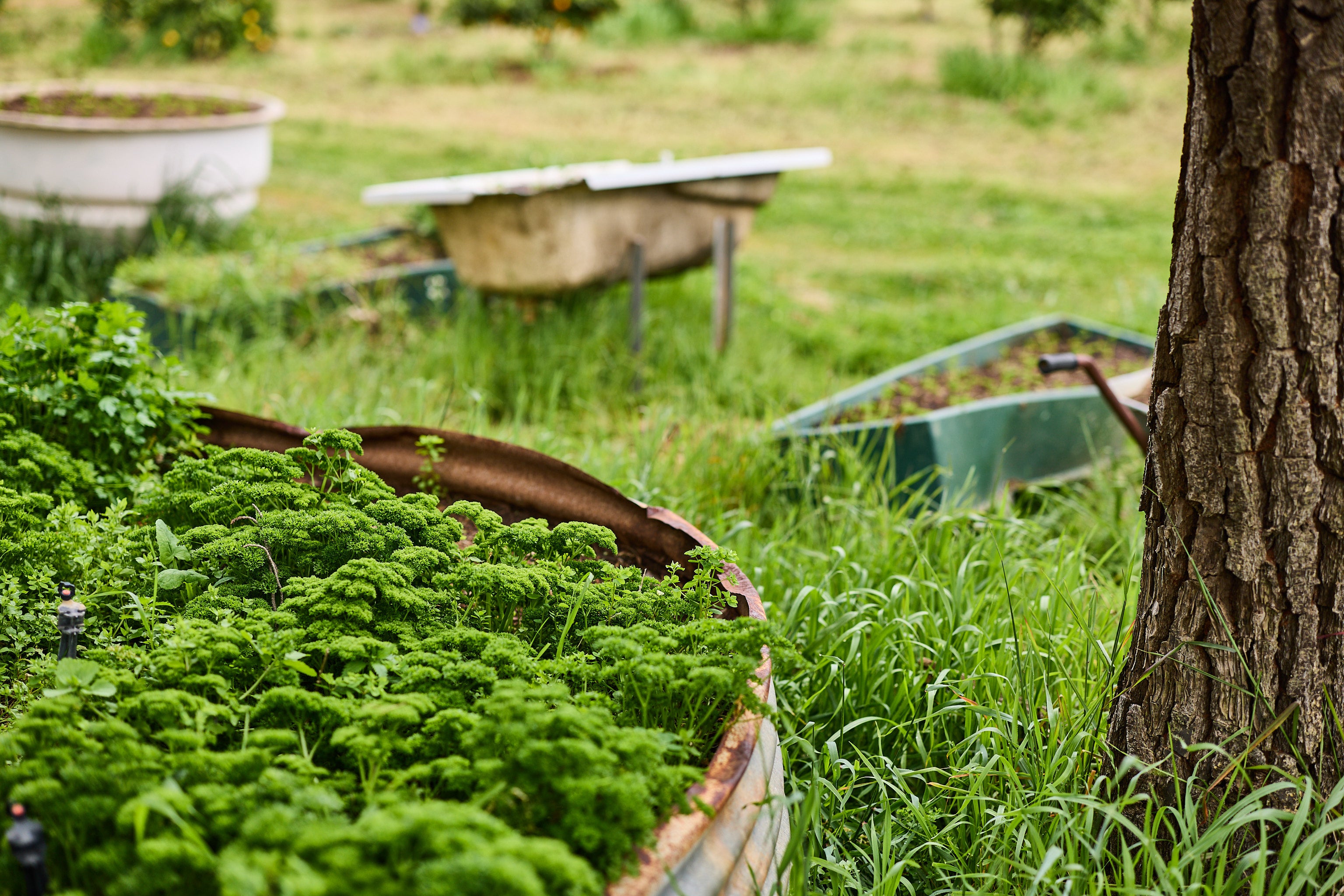 Looking to the Future: The Promise of Organic Biodynamic Farming